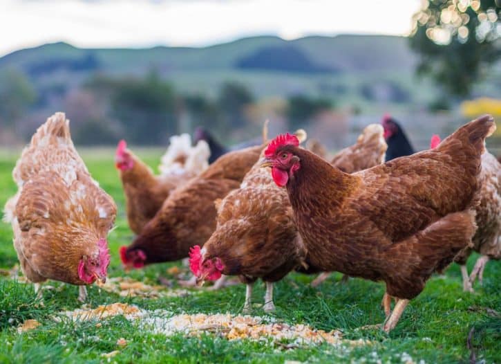 Adult chickens eating