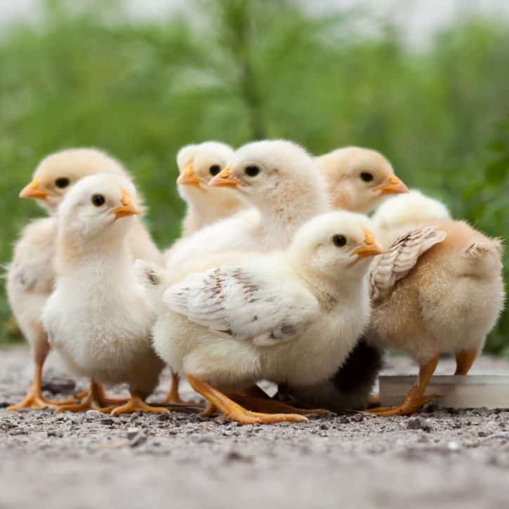 Clutch Of Chicks