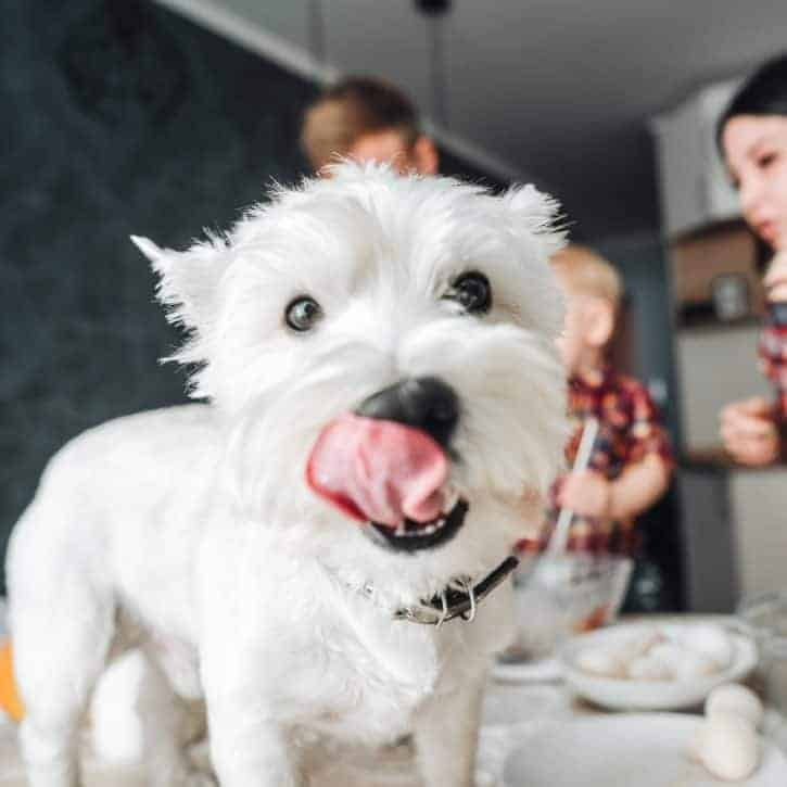 White dog in the kitchen