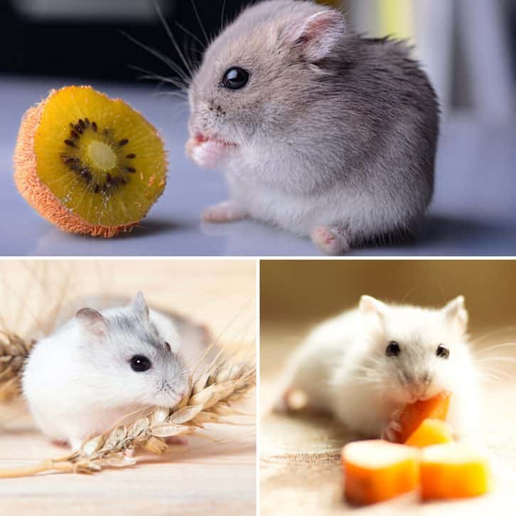 Three Hamsters Eating