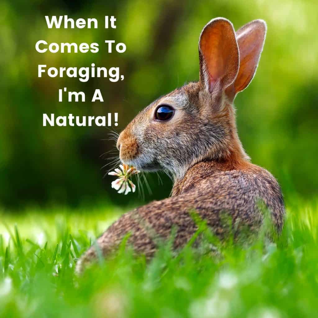 Brown Rabbit With A Flower