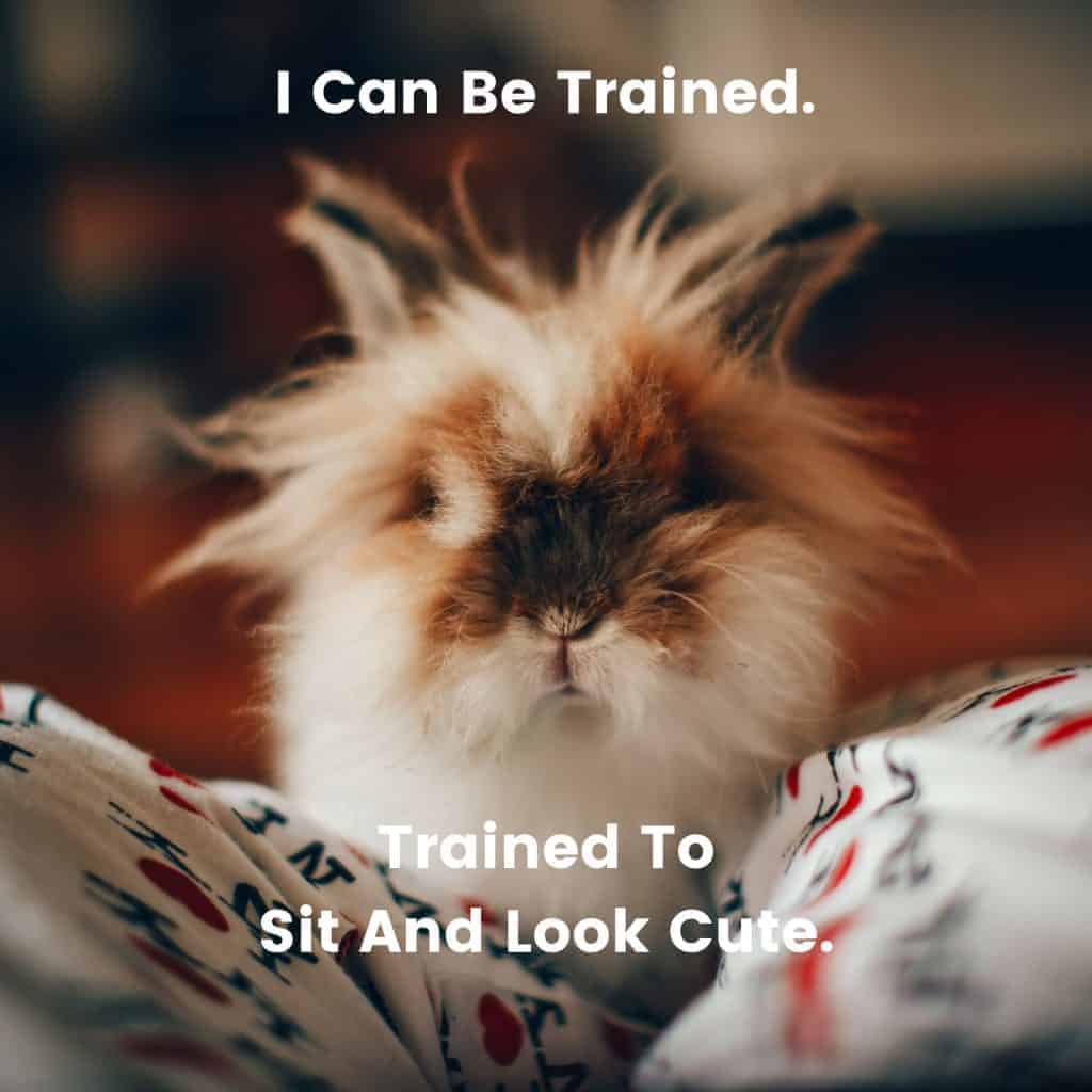 Fluffy Rabbit With Quote