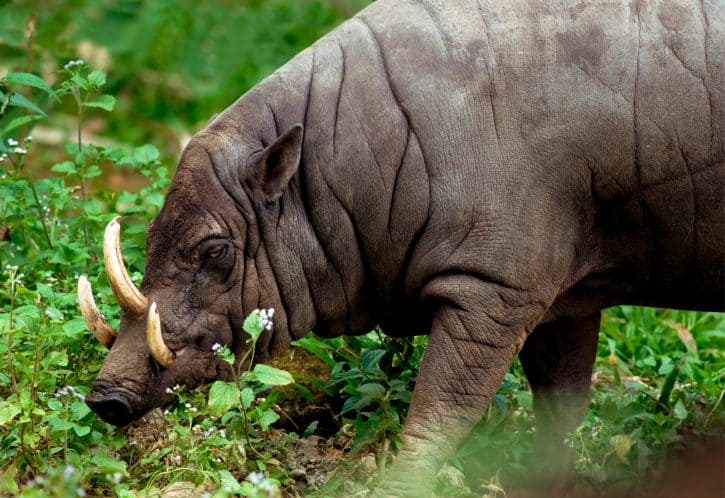 Babirusa, North Sulawesi (male)