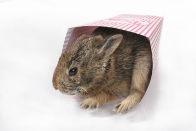 Baby bunny in popcorn box
