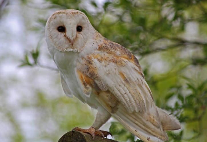 Barn Owl