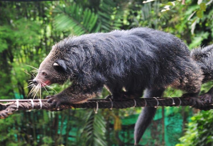 Binturong