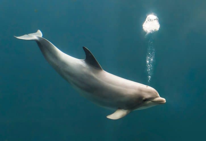 Bottle-nosed Dolphin, Common