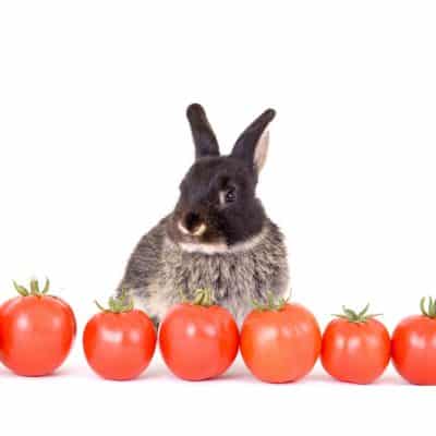 Can Rabbits Eat Tomatoes - Brown Rabbit With Tomatoes