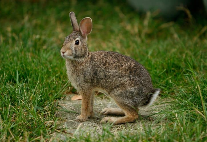 Brush Rabbit