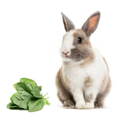 Can Rabbits Eat Spinach