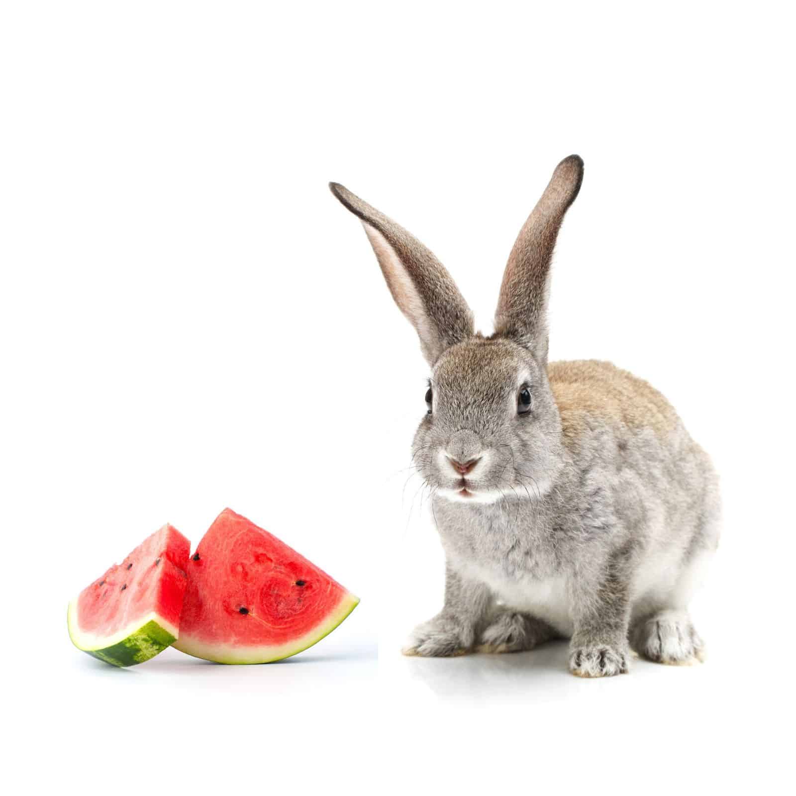 Can Rabbits Eat Watermelon