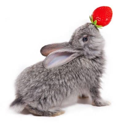 Can rabbits eat strawberries? Gray Rabbit With Strawberry