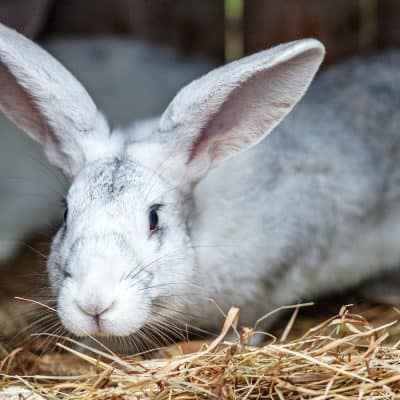 What do rabbits eat?