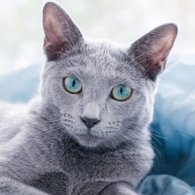 Grey Cat Names